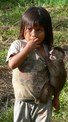 Pet monkey in the rainforest Ecuador