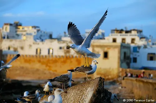 Seagulls and salt spray in Essaouria by Terence Carter