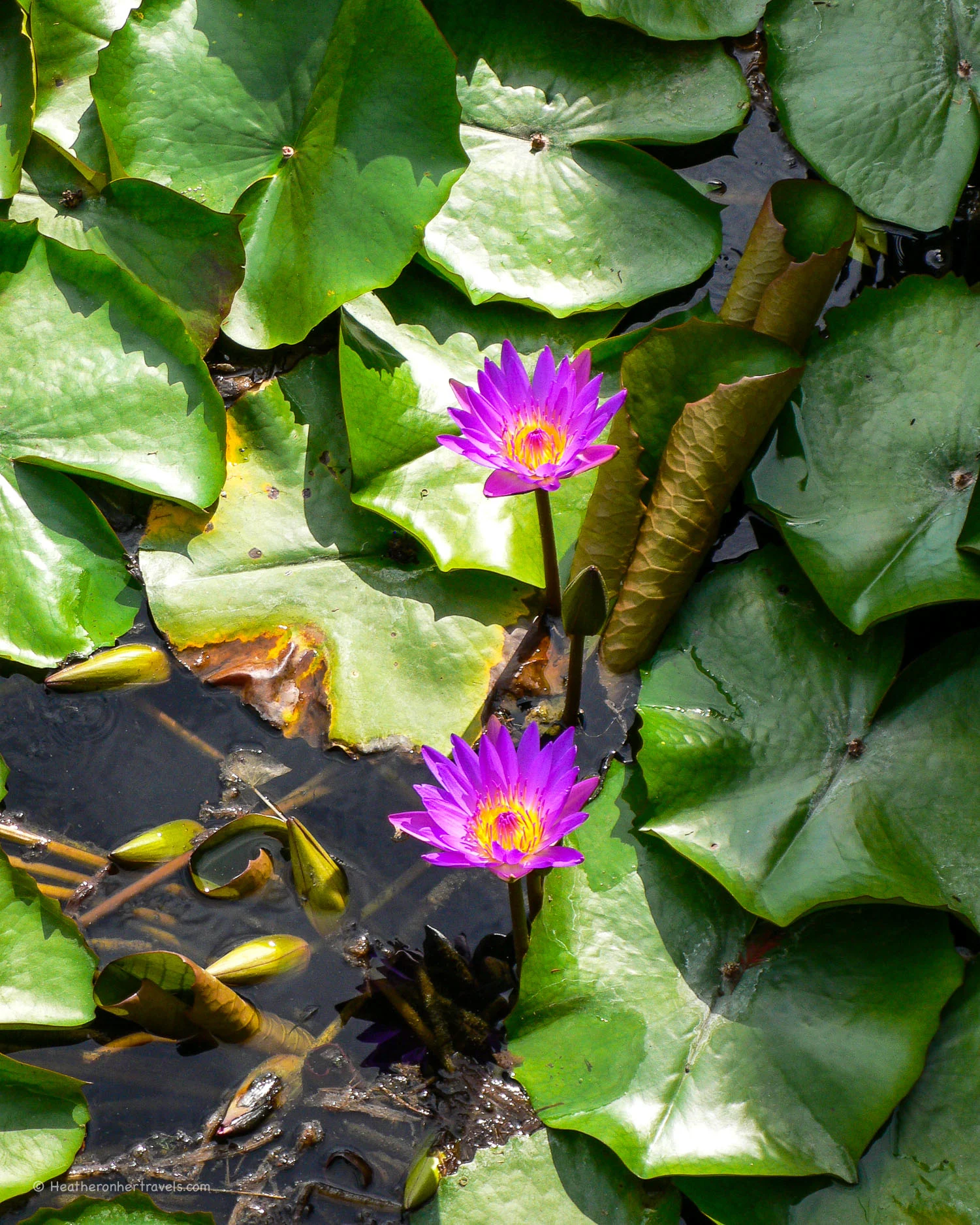 Waterlillies at Lake Hévíz, Hungary