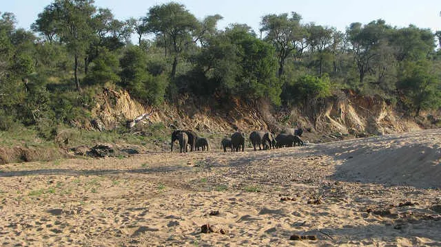 Game in Sabi Sands Game Reserve Photo: Jeffrey Cammack