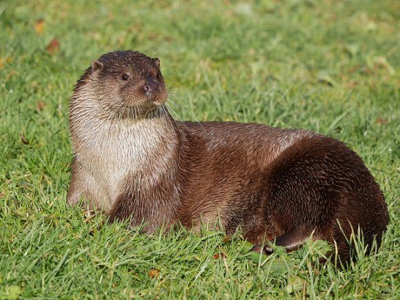 Otter at British Wildlife Centre Photo: Heatheronhertravels.com
