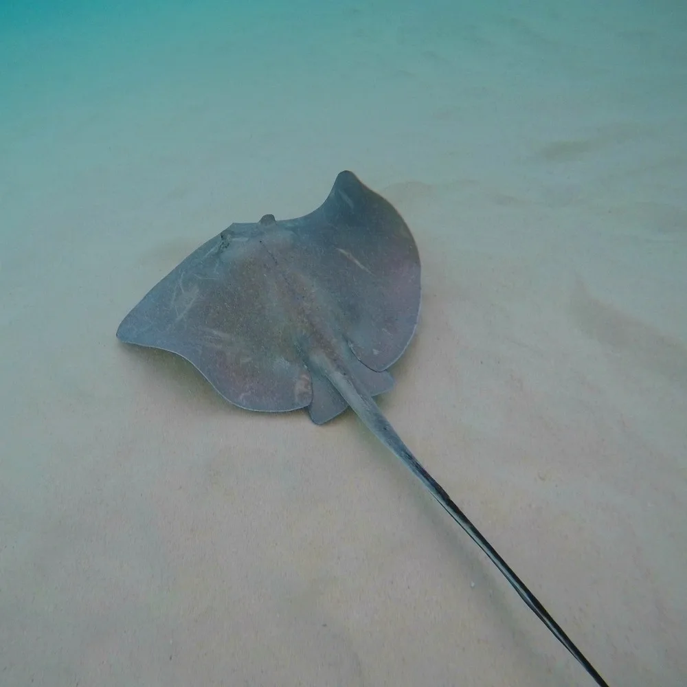 Stingrays at Stingray City in Cayman Islands Photo Heatheronhertravels.com