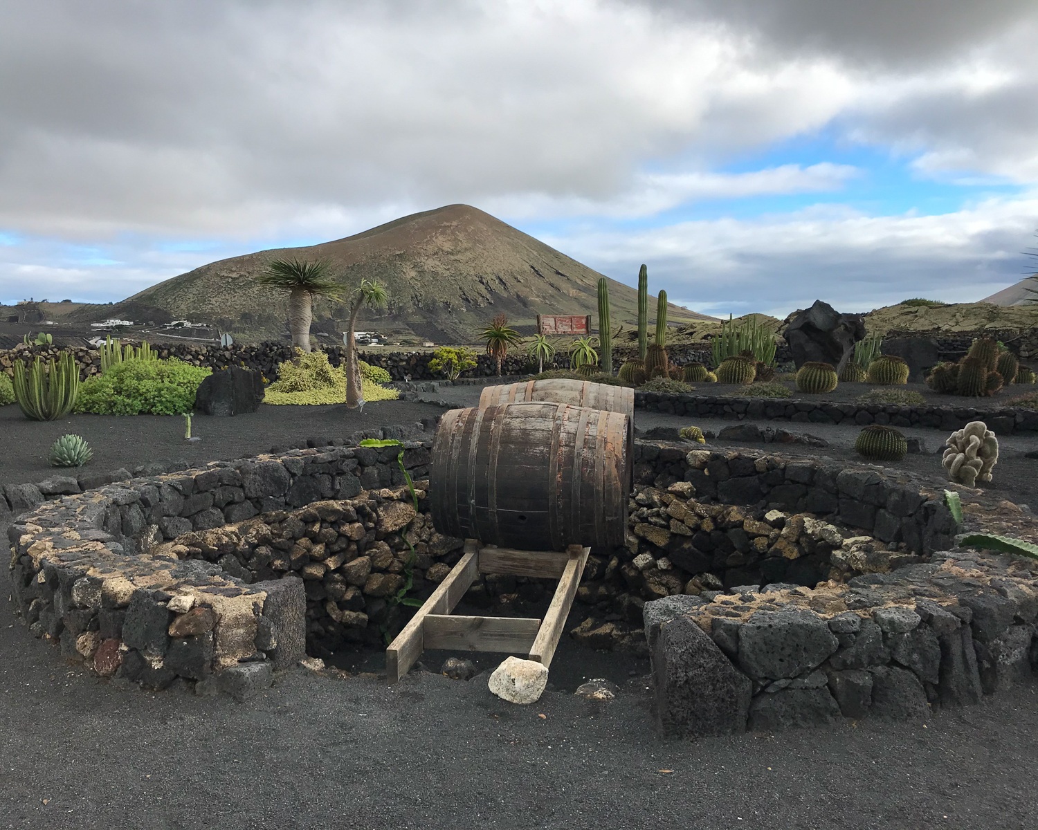 Old wine barrels at El Grifo Winery in Lanzarote 