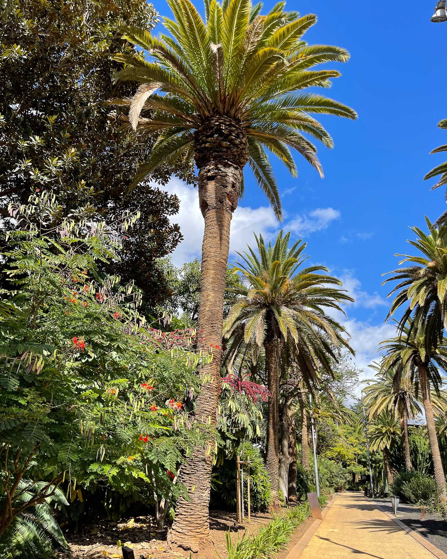Parque Garcia Sanabria Santa Cruz Tenerife Photo Heatheronhertravels.com