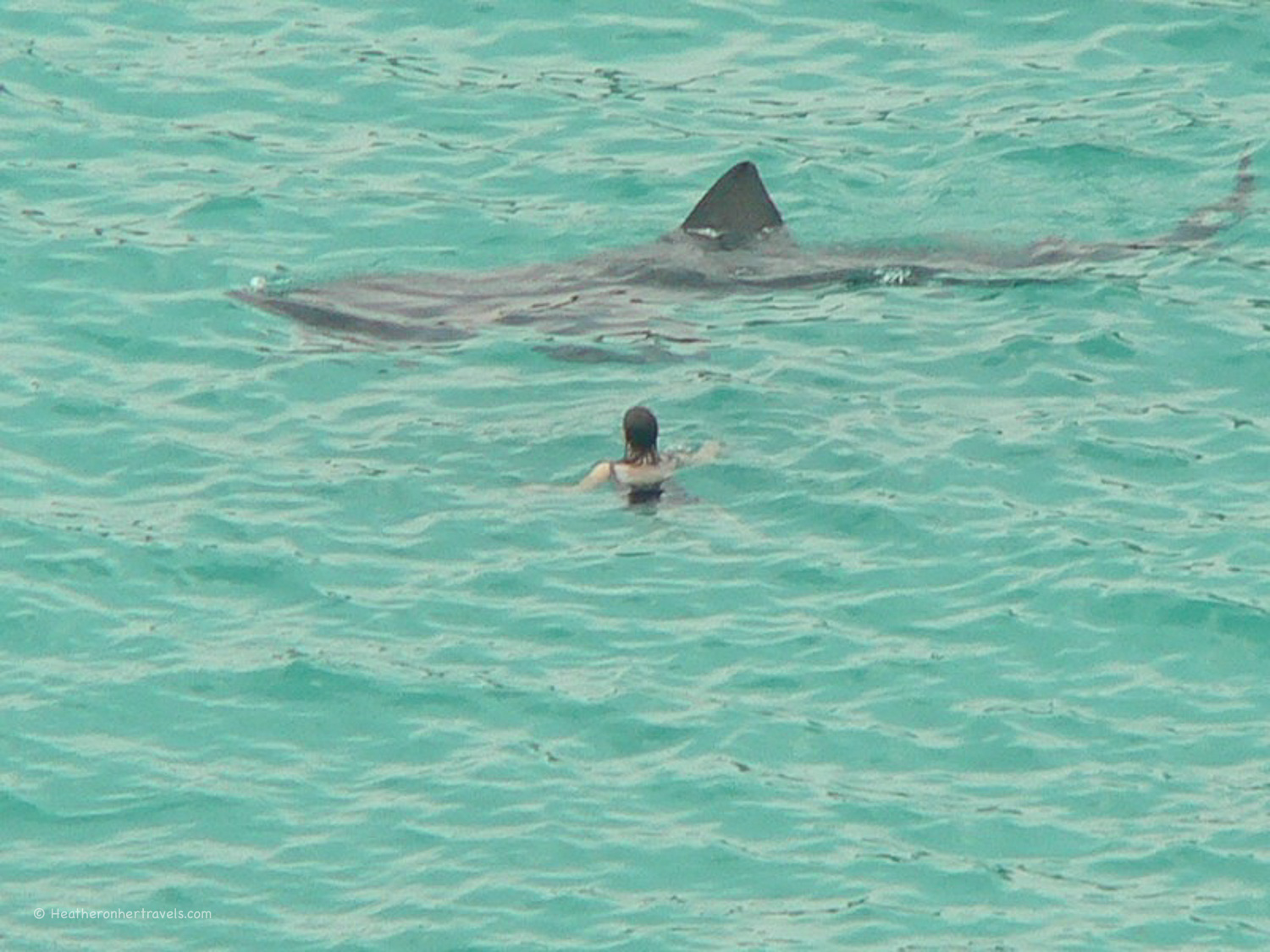 A dip with a majestic basking shark of the coast of Cornwall Photo: candiche