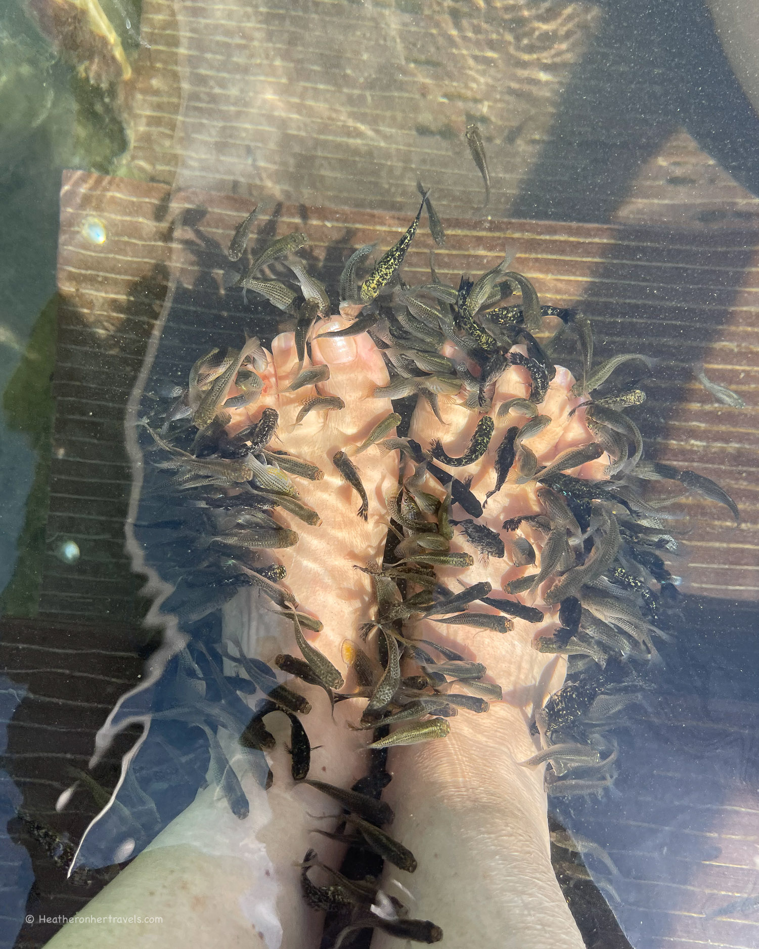 Fishes at Lake Vouliagmeni near Athens © Heatheronhertravels.com